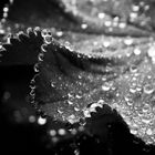 Raindrops II