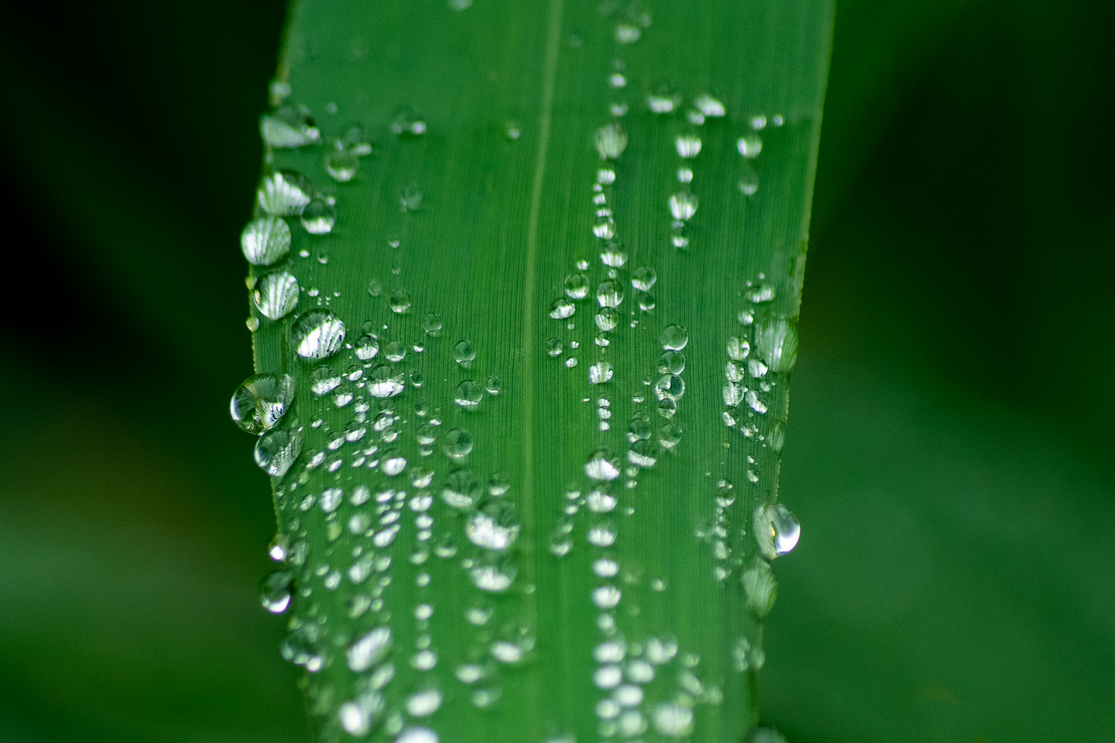 Raindrops II