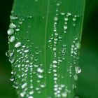 Raindrops II