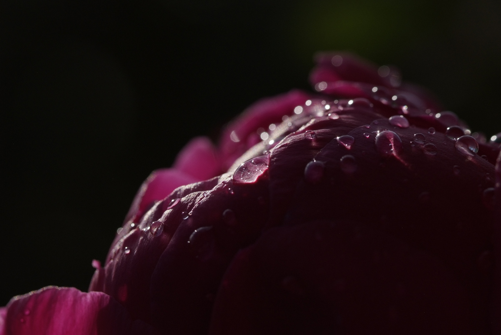 Raindrops in May (2)