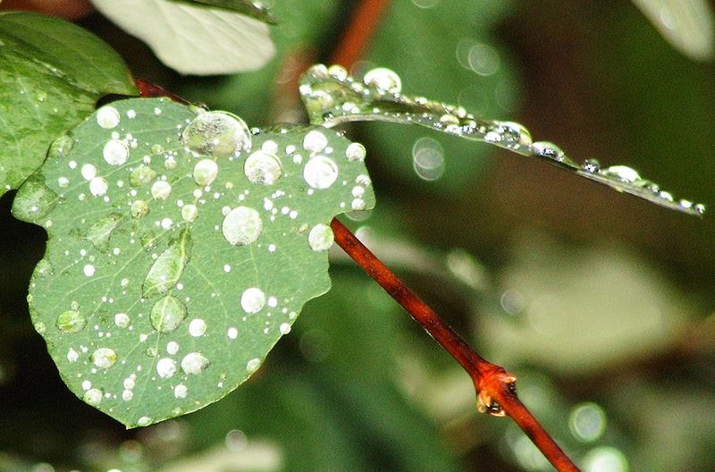 raindrops in the morning