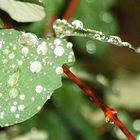 raindrops in the morning