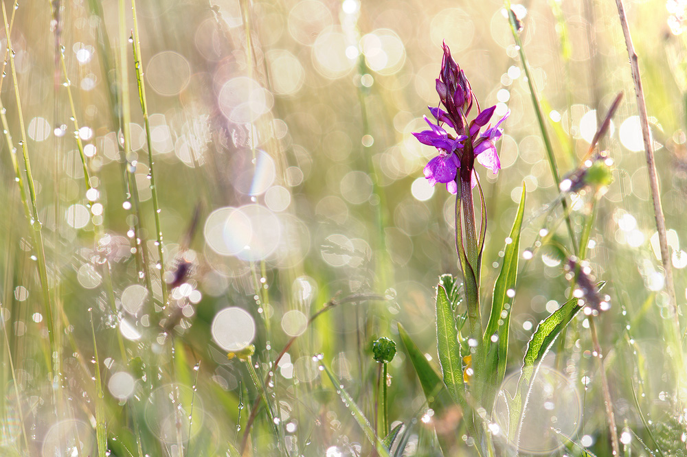 Raindrops in the sun