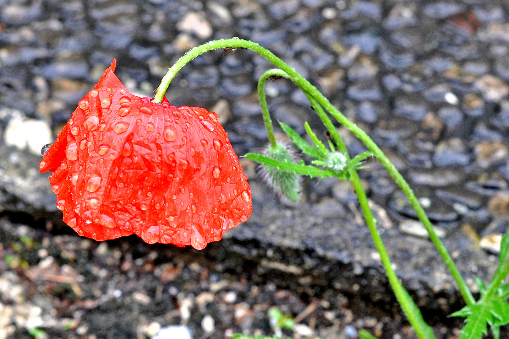 Raindrops keep falling on my head :-(