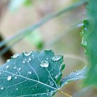 Raindrops look like diamonds II