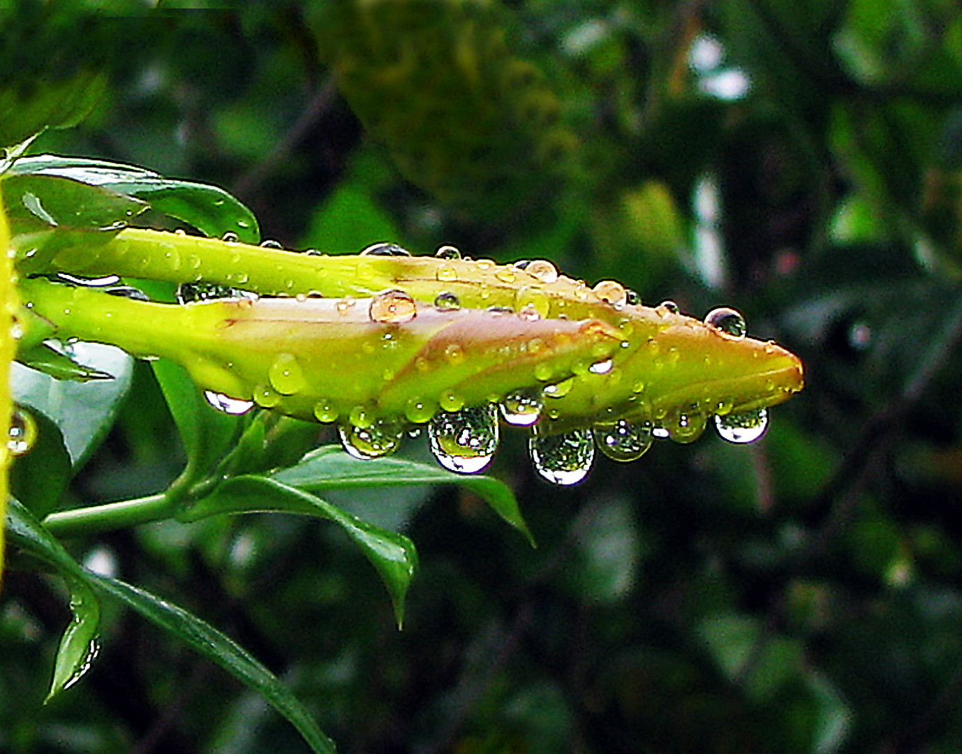 RAINDROPS on a BUD