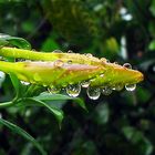 RAINDROPS on a BUD