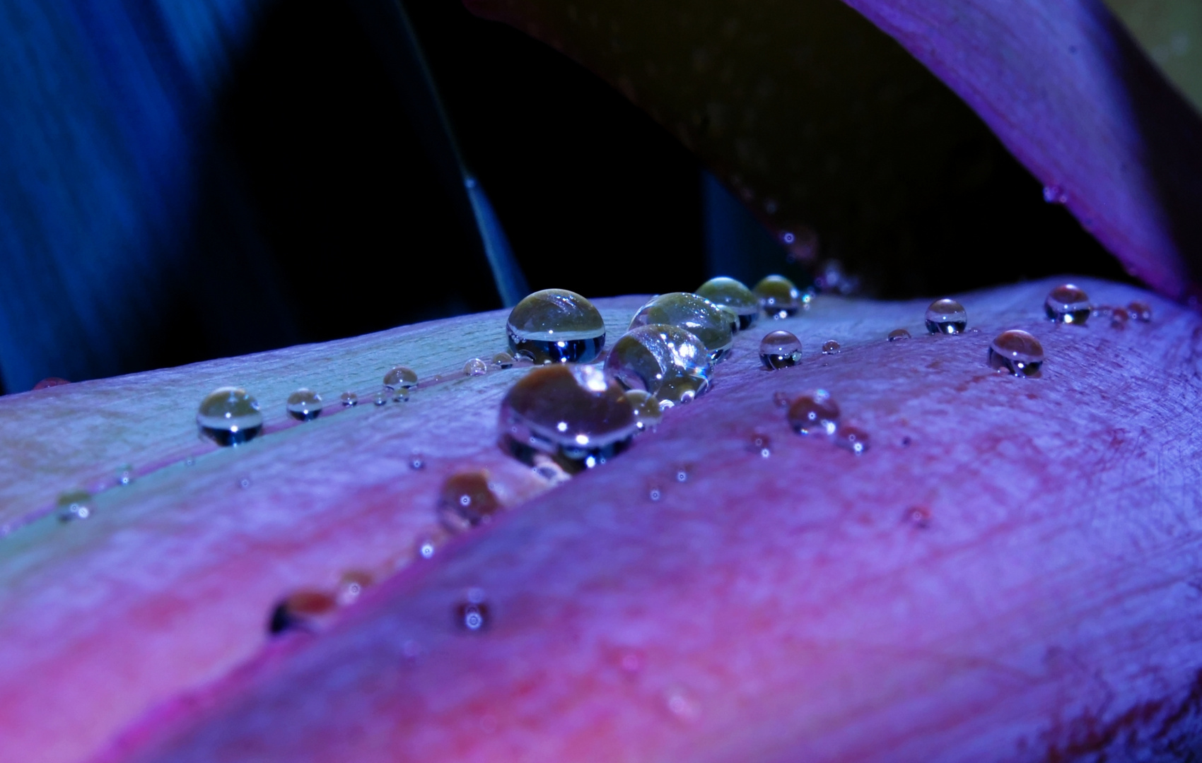 Raindrops on a bud