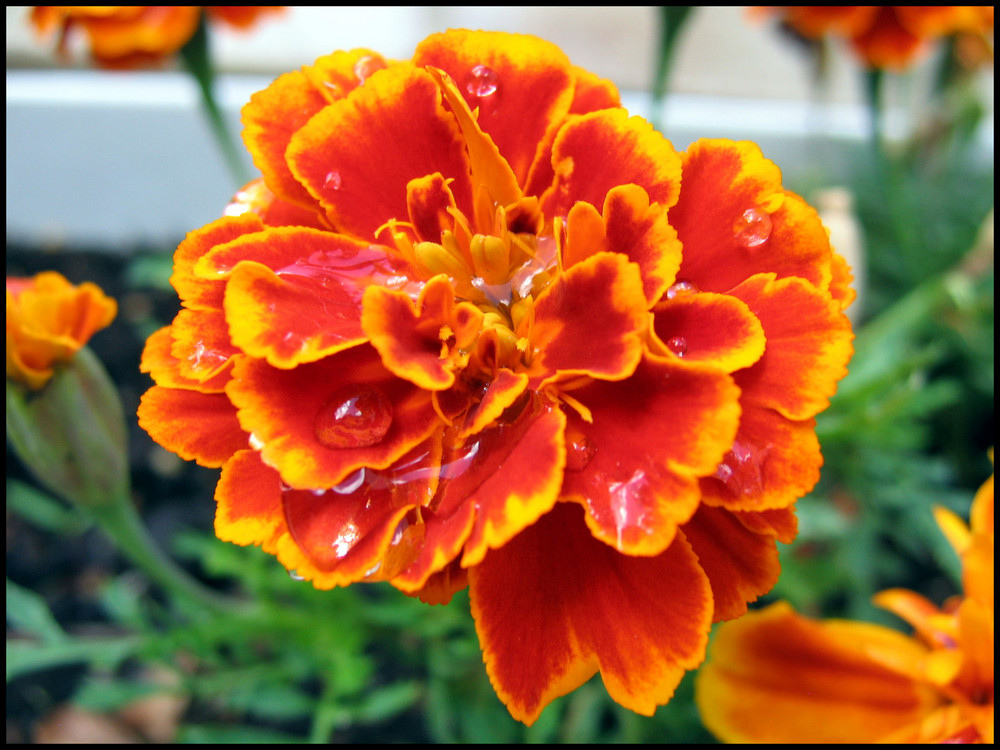 Raindrops on a flower