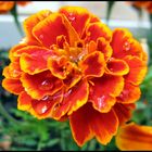 Raindrops on a flower