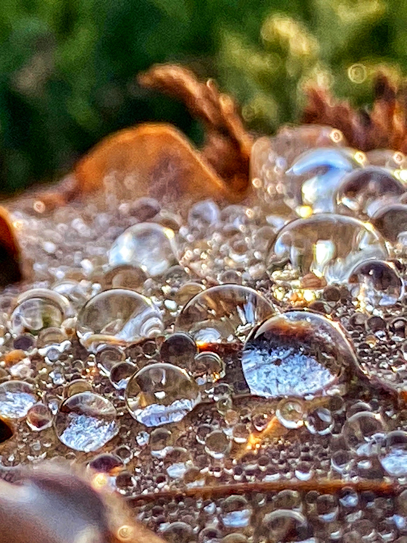 Raindrops on a leave...