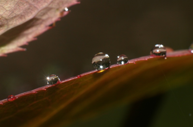 --== Raindrops on a Rose Leaf ==--