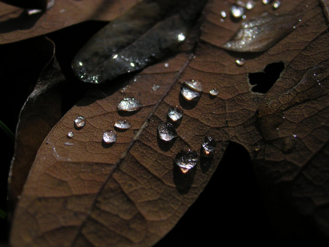 Raindrops on Autumn Leaf I