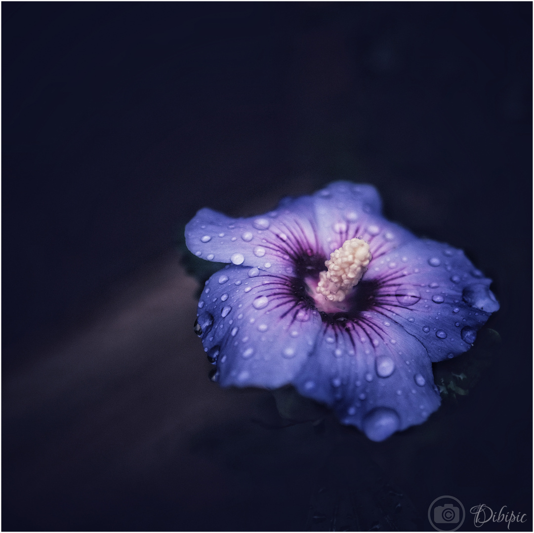 raindrops on blossom