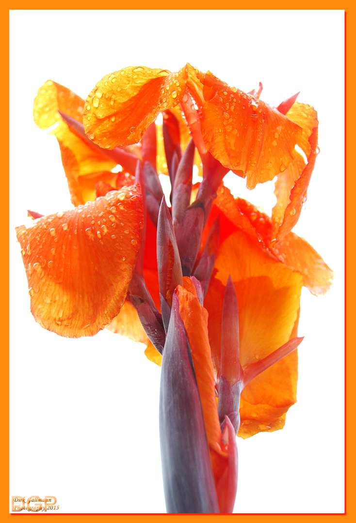 Raindrops on Canna