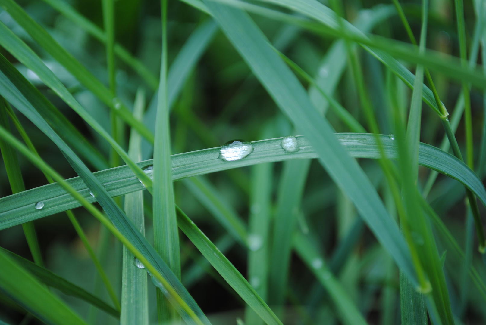 Raindrops on grass