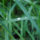 Raindrops on grass