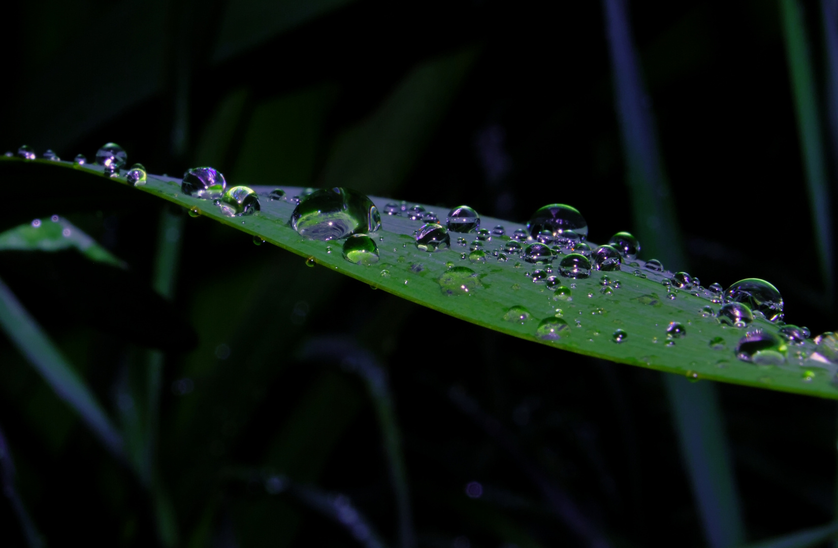 Raindrops on Leaf