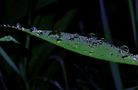 Raindrops on Leaf by jynx-NZ 