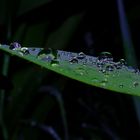 Raindrops on Leaf