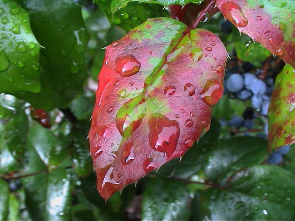 Raindrops on Leaf