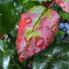 Raindrops on Leaf