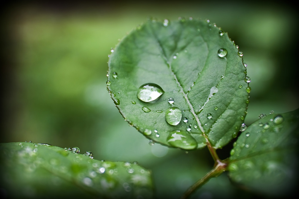 Raindrops On Leaves