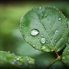 Raindrops On Leaves