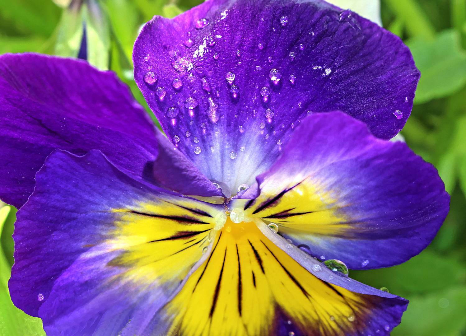 RAINDROPS ON MY PANSY FLOWER