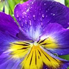 RAINDROPS ON MY PANSY FLOWER