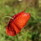 Raindrops on Poppy