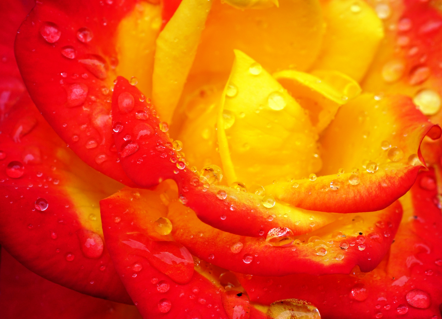 Raindrops on rose