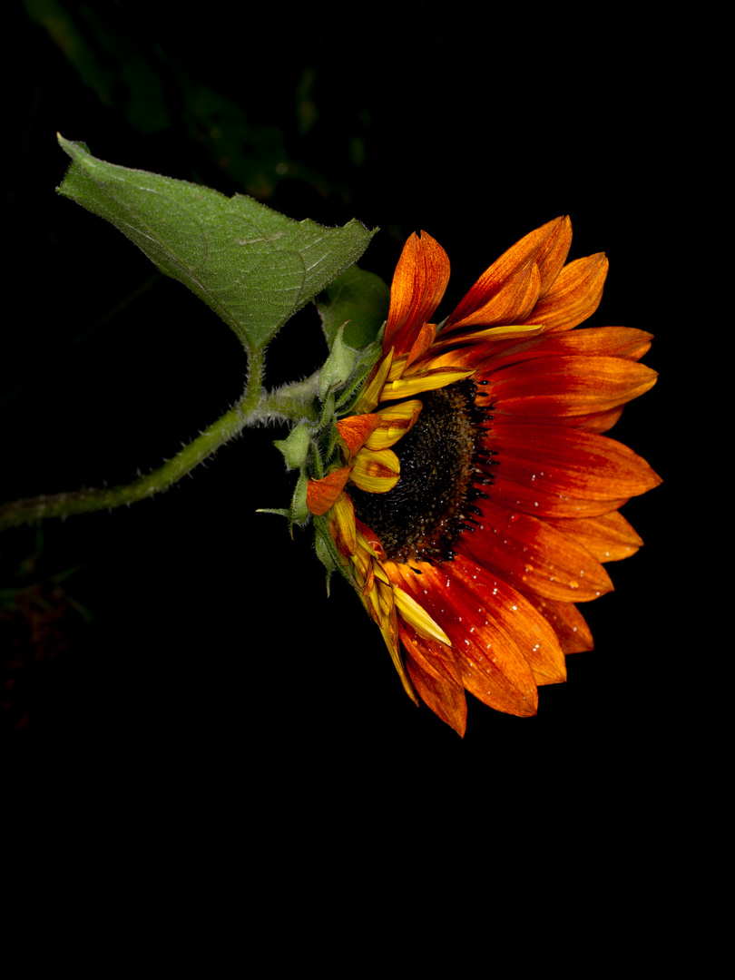 Raindrops on Sunflower