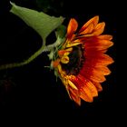 Raindrops on Sunflower