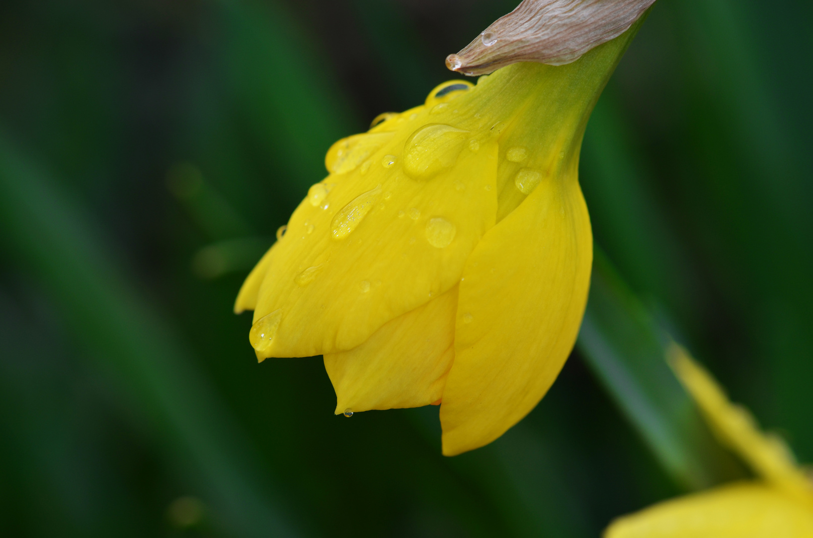 Raindrops on the Daffodil