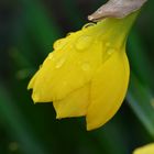 Raindrops on the Daffodil