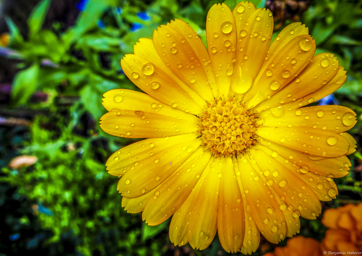 Raindrops on the yellow flower