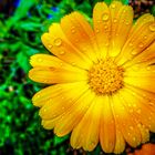 Raindrops on the yellow flower