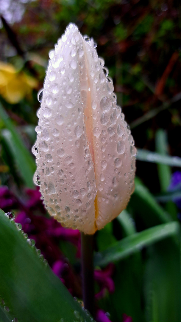 Raindrops on tulip