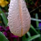 Raindrops on tulip