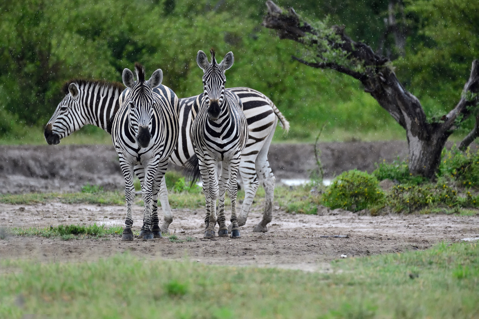 Raindrops on zebras