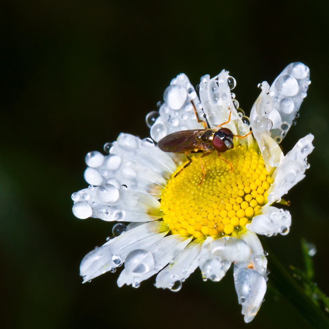 Raindrops (überarbeitet)