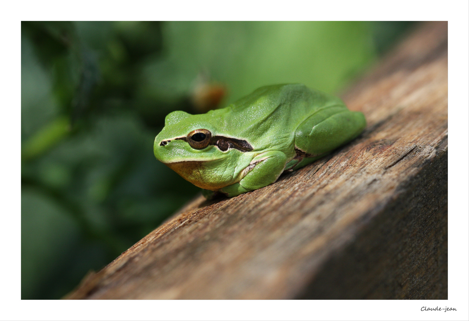 photo et image animaux, reptiles, amphibiens, macro Images