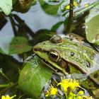 Rainette au bord d'une rivière.