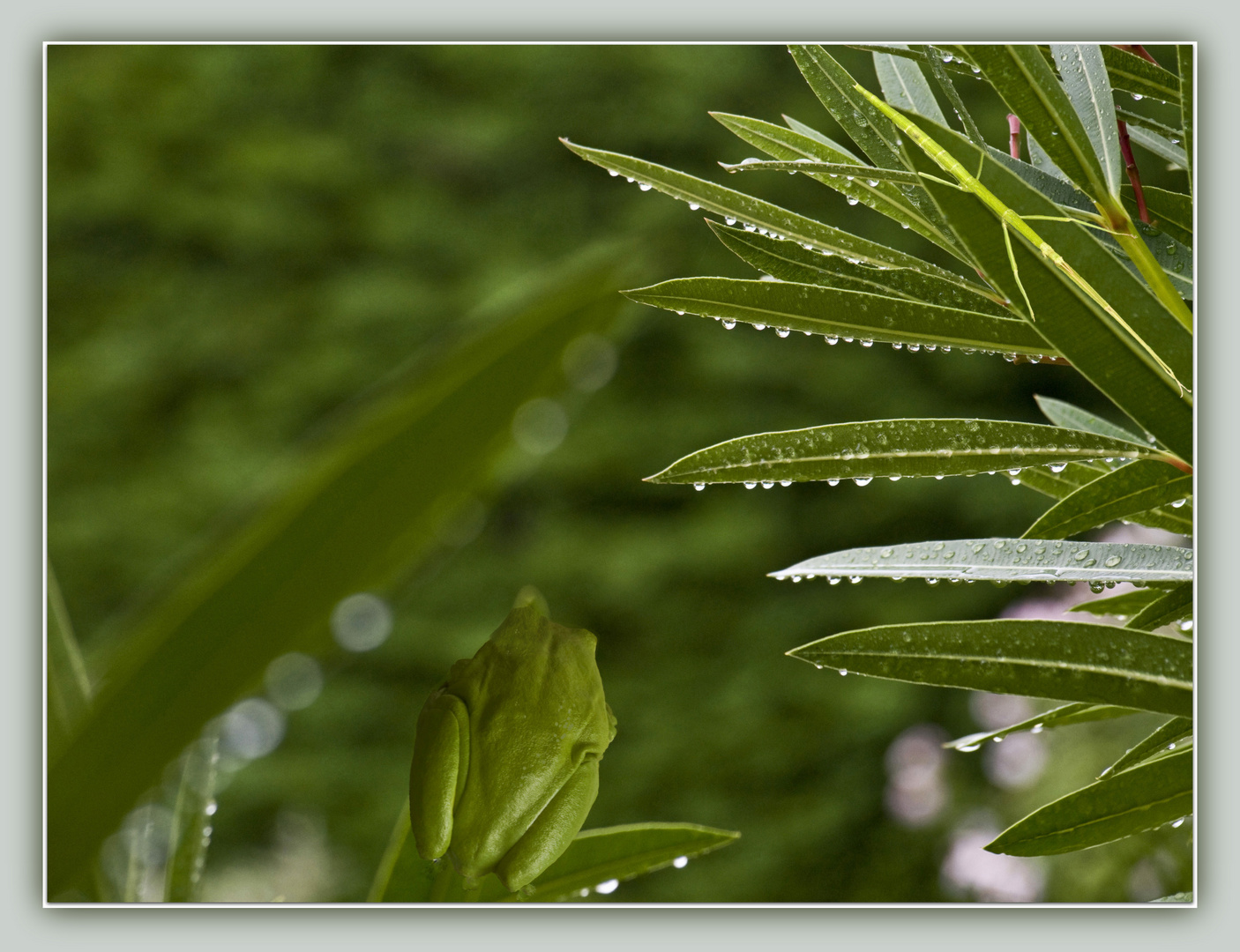 Rainette et phasme après la pluie