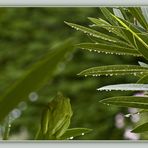 Rainette et phasme après la pluie