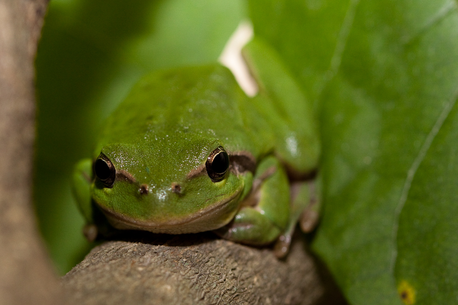 Rainette verte