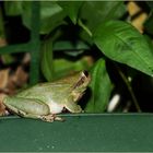 Rainette verte dans le jardin  -- Hyla arborea