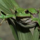 Rainette verte