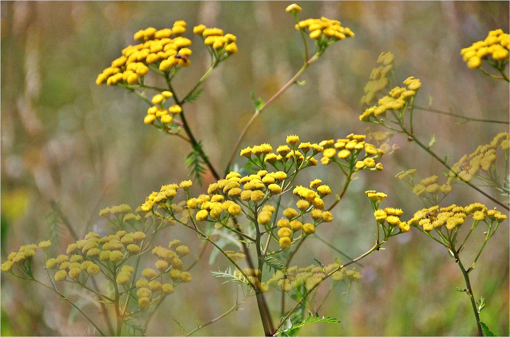 Rainfarn Foto & Bild | spezial, natur, pflanzen Bilder auf ...
